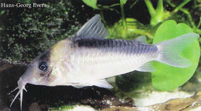 Corydoras sp. C39